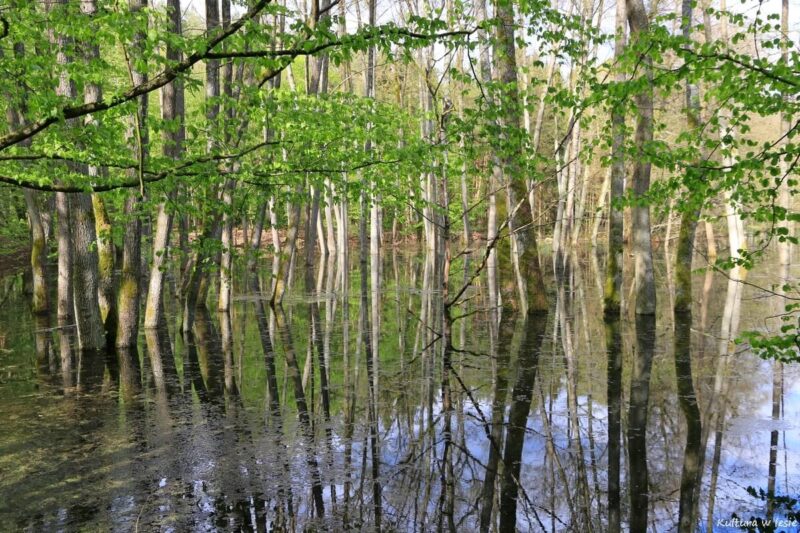 Pliszka poniżej Poźrzadła, ruiny młyna Toporowiec