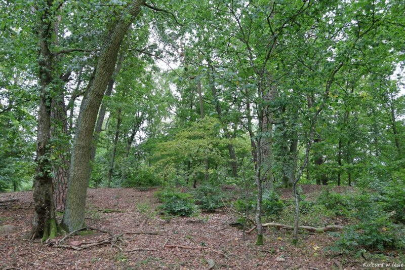 Grodzisko nad jeziorem Bytyń Wielki