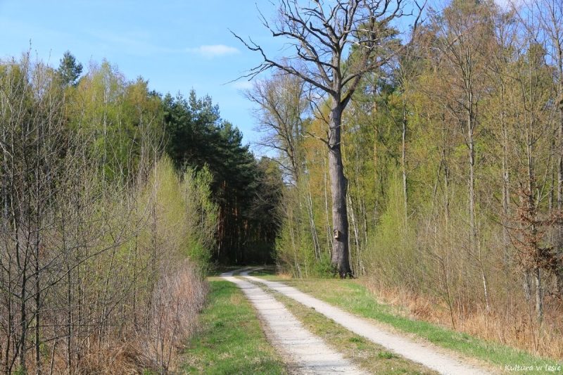 Kapliczka na dębie